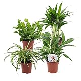 4er Set Luftreinigende Zimmerpflanzen | Vier Grünpflanzen | Höhe 25-30 cm | Topf-Ø 12