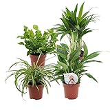 4er Set Luftreinigende Zimmerpflanzen | Vier Grünpflanzen | Höhe 25-30 cm | Topf-Ø 12