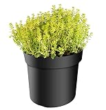 mgc24 Thymian, Citriodorus Aureus, Zitronenthymian, frische Gärtnerqualität, mediterran, Küchenkräuter im 14er Topf, winterhart, mehrjährig, perfekt für den Kräutergarten, 1