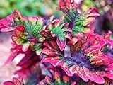Buntnessel Samen, Coleus 'Rococo' 10 Samen ungewöhnliche B