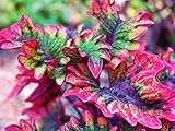 Buntnessel Samen, Coleus 'Rococo' 10 Samen ungewöhnliche B