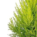 Zimmerzypresse 'Goldcrest Wilma' Pyramide - Cupressus - Höhe ca. 50 cm, Topf-Ø 17