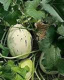 ALYKE 20 seeds of Snow Leopard Melon - CUCUMIS MELO