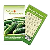 Salat- und Einlegegurke Delikateß Samen - Cucumis sativus - Gurkensamen - Gemüsesamen - Saatgut für 60