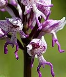 Italienisch Mann Orchidee 200PCS Exotische Pflanzen Orchis italica Samen Pyramid Affe Orchidee Hausgarten Bonsai Balkon DIY