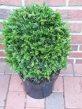 2 Eiben - Kugel, Eibe, Durchmesser: 35-40 cm, Taxus baccata + Düng