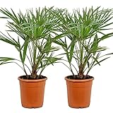 Chamaerops 'Humilis' | Europäische Zwergpalme pro 2 Stück - Freilandpflanze im Aufzuchttopf cm21 cm - ↕70-80