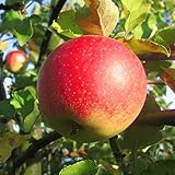 Müllers Grüner Garten Shop Apfelbaum Jonagold Winterapfel Buschbaum Topfballen M7 120-150 cm 5 Liter Topfb