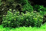 Tropica Aquarium Pflanze Rotala 'Bonsai Nr.033E TC in Vitro 1-2 Grow Wasserpflanzen Aquariump