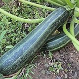 Samen für ca. 10 Pflanzen Coucourzelle Zucchini - gestreifte Früchte, ertrag