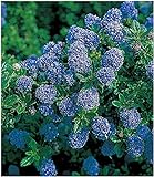 BALDUR Garten Immergrüne Säckelblume Blauer Ceanothus 'Blue Mound', 1 Pflanze Kalifornischer Flieder w