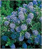 BALDUR Garten Immergrüne Säckelblume Blauer Ceanothus 'Blue Mound', 1 Pflanze Kalifornischer Flieder w