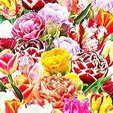 Tulpenzwiebeln mischung x25 Tulpe zwiebel Frühlingsblumenzwiebel Tulpenzwieb