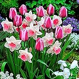 25x Blumenzwiebeln Mischung | 25er Mix Tulpen und Narzissen | Rosa Mischung | Blumenzwiebeln Frühblüher | Ø 11