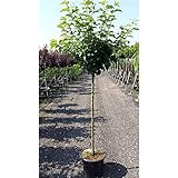 Apfel Baum 'Cox Orange Renette' Malus domestica im 7,5l Topf gewachsen 150-200cm Obstbaum w