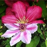 2-er set Clematis Kletterpflanzen | Clematis Ville de Lyon & Clematis Nelly Moser (rot und rosa) - 2 x 1,5 Liter Topfen, Mehrjährig & W