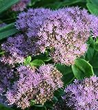 Prächtige Fetthenne Brillant - Sedum spectab