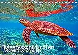 Meeresschildkröten - Bedrohte Schönheiten (Tischkalender 2022 DIN A5 quer) [Calendar] Hess, Andrea [Calendar] Hess,