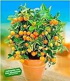 BALDUR Garten Orangen-Bäumchen,1 Pflanze Citrus microcarpa Calamondin Zitrusp