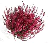 Calluna Vulgaris - Besenheide, Heidekraut gefärbt rot 12 cm Topf - winterhart, mehrjährig, extrem lange Haltbarkeit, Blüte bis M