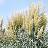 200 Stück Pampasgras Samen Mehrjähriger Grassamen Für Die Gartenbepflanzung Im Freien Einfach Zu Kultivieren Wartungsarm Geeignet Für Anfäng