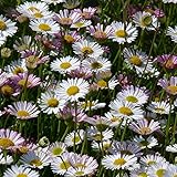 2x Erigeron karvinskianus | Spanische Gänseblümchen | Bio Garten Pflanzen | Höhe 25-35 cm | Topf-Ø 13