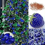 Blue Strawberry Samen, 1 Beutel Erdbeeresamen Nahrhafte Produktive blau Pflanze natürliche Fruchtsamen für H