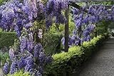 absolut winterhart, schnellwüchsig, Chinesischer Blauregen, Wisteria sinensis, 8 S