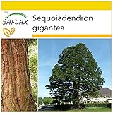 SAFLAX - Anzucht Set - Berg - Mammutbaum - 50 Samen - Mit Mini-Gewächshaus, Anzuchtsubstrat und 2 Töpfen - Sequoiadendron gig