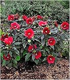 BALDUR Garten Winterharter Hibiskus Summerific® Midnight Marvel, 1 Pflanze Staudenhibisk