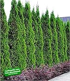 BALDUR Garten Thuja Smaragd Lebensbaum, 1 Pflanze, occidentalis, Thujahecken w