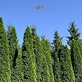 Gardline - Lebensbaum Thuja Smaragd 80-100 cm IM TOPF. Angebot: 3-200 Pflanzen | BESTSELLER - 30 St. (ca. 9 Meter)