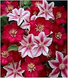 BALDUR Garten Clematis Nelly Moser&Ville de Lyon, 2 Pflanzen Klematis mehrjährige blühende Kletterp