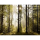 Fototapeten 396 x 280 cm Wald Landschaft Sonne | Vlies Wanddekoration Wohnzimmer Schlafzimmer | Deutsche Manufaktur | Grün Braun 9010012