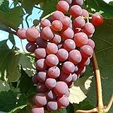 Weintraube Vanessa kernlose rosefarbene Früchte 3,5 Liter Topfb