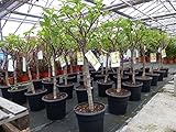 kompakter Feigenbaum 140 cm Obstbaum, winterhart, Ficus Carica, Feig