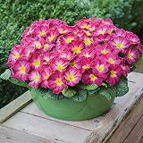 Pflanzen Kölle Primel rosa, Topf-Ø 10,5 cm, 8er-S