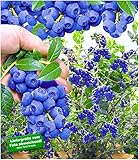 BALDUR Garten Trauben-Heidelbeere 'Reka® Blue', 1 Pflanze, Blaubeeren Heidelbeeren Pflanze, Vaccinium corymbosum reichtrag