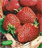 BALDUR Garten Immertragende Erdbeere 'Seascape®', 6 Pflanzen Fragaria Erdbeerpflanzen w