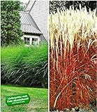 BALDUR Garten Hohe Ziergräser-Kollektion, 4 Pflanzen Chinaschilf Eulalia 3 Pflanzen und Ziergras Indian Summer 1