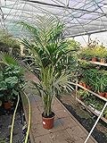 XXL Kentia Palme 200 cm - Howea forsterian - Zimmerp