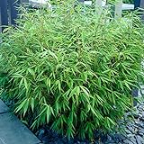 Bambus Fargesia Rufa | 4 Stück | Topf Ø 15 cm Lieferhöhe: 25-30cm | Bambus - Immergrün | Winterharter Schirmbambus für Garten Terrasse und Balk
