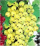 BALDUR Garten Johannisbeeren 'Goldgelbe Versailler', 1 Strauch, Ribes Sativa Johannisbeerstrauch Beerenobst w