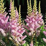 Kölle Bio Prachtspiere, 3er-Set, Astilbe arendsii, rosa, Topf 11