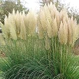 500 Stücke Pampasgras samen Mehrjährige Grassamen für Gartenbepflanzung im Freien Schöne Gartendekoration Genießen Sie die L