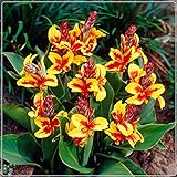 Luft reinigen,Blumenrohr Pflanzen,Indisches Blumenröhren-Rhizom,Umwelt verschönern,Magische Zierpflanze-2 Rhizome,2