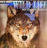Steelpangal – 2022 Nordamerika Wildleben 30,5 x 30,5 cm 12 Monate Kalender Wölfe Adler Eisbär Elch Eule Hirsch E