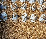 SAHAWA Mehlwürmer lebend 1kg frisch im Netz gekühlte Ware schneller Versand Frische-G