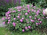 3 x Geranium sanguineum 'Max Frei' (Storchschnabel) sehr B