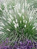 10 x Pennisetum alopecuroides 1 Liter (Ziergras/Gräser/Stauden) Lampenputzergras ab 3,19 pro Stück
